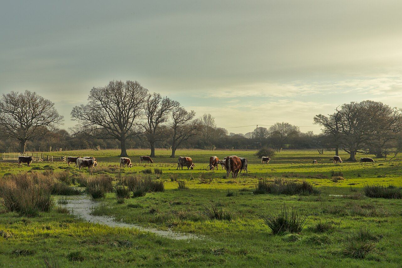 Longhorn cattle walking through wet grassland with scattered trees at Knepp Wildland