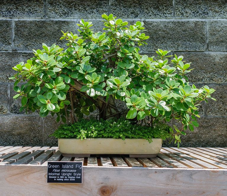Ficus microcarpa bonsai on a wooden platform in the Japanese Garden at Norfolk Botanical Garden