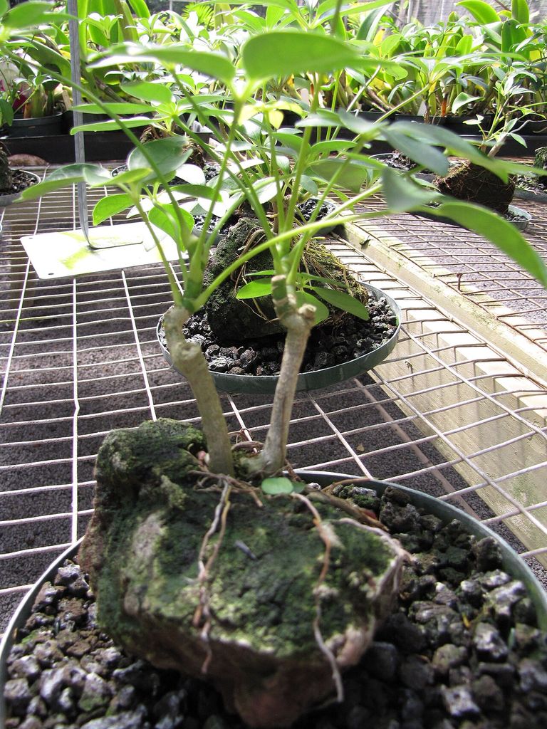 Heptapleurum arboricola, formerly Schefflera arboricola, growing in a pot on a rock in a Hawaiian garden