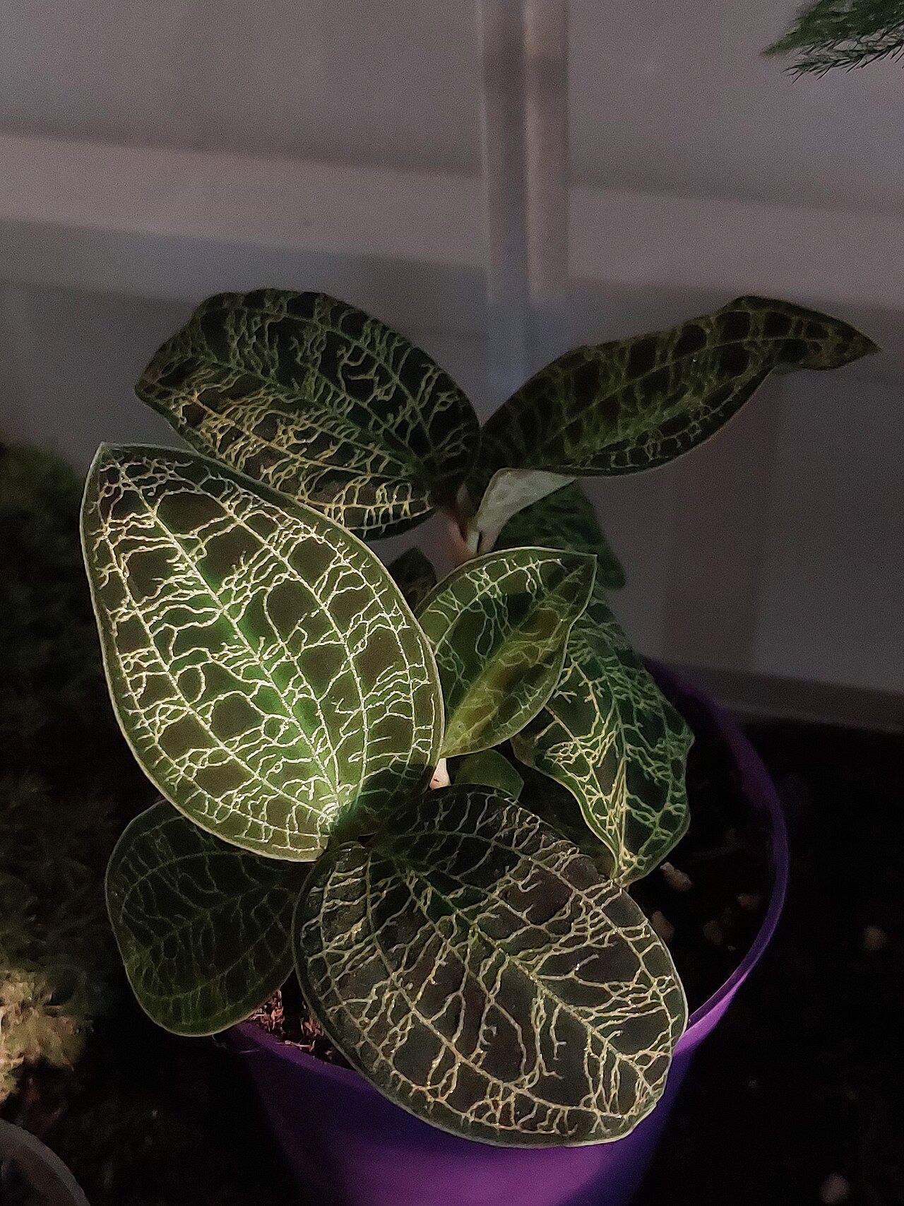 Close view of a dark-green Macodes petola leaf crossed by a fine network of gold-to-pale-green veins