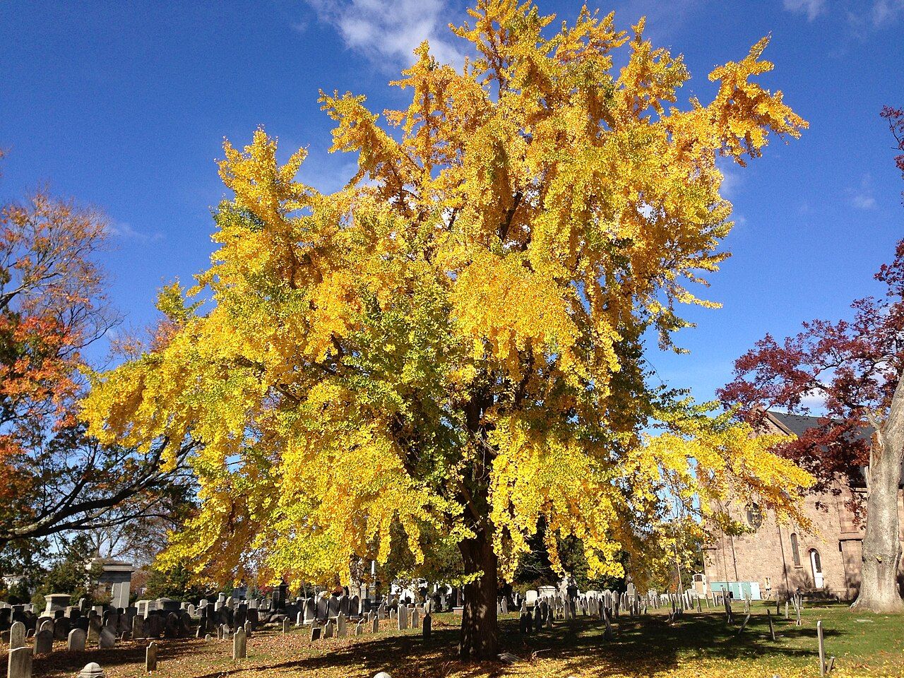A Ginkgo biloba crown with yellow autumn leaves, photographed in New Jersey in 2014; not a view of Murabilia