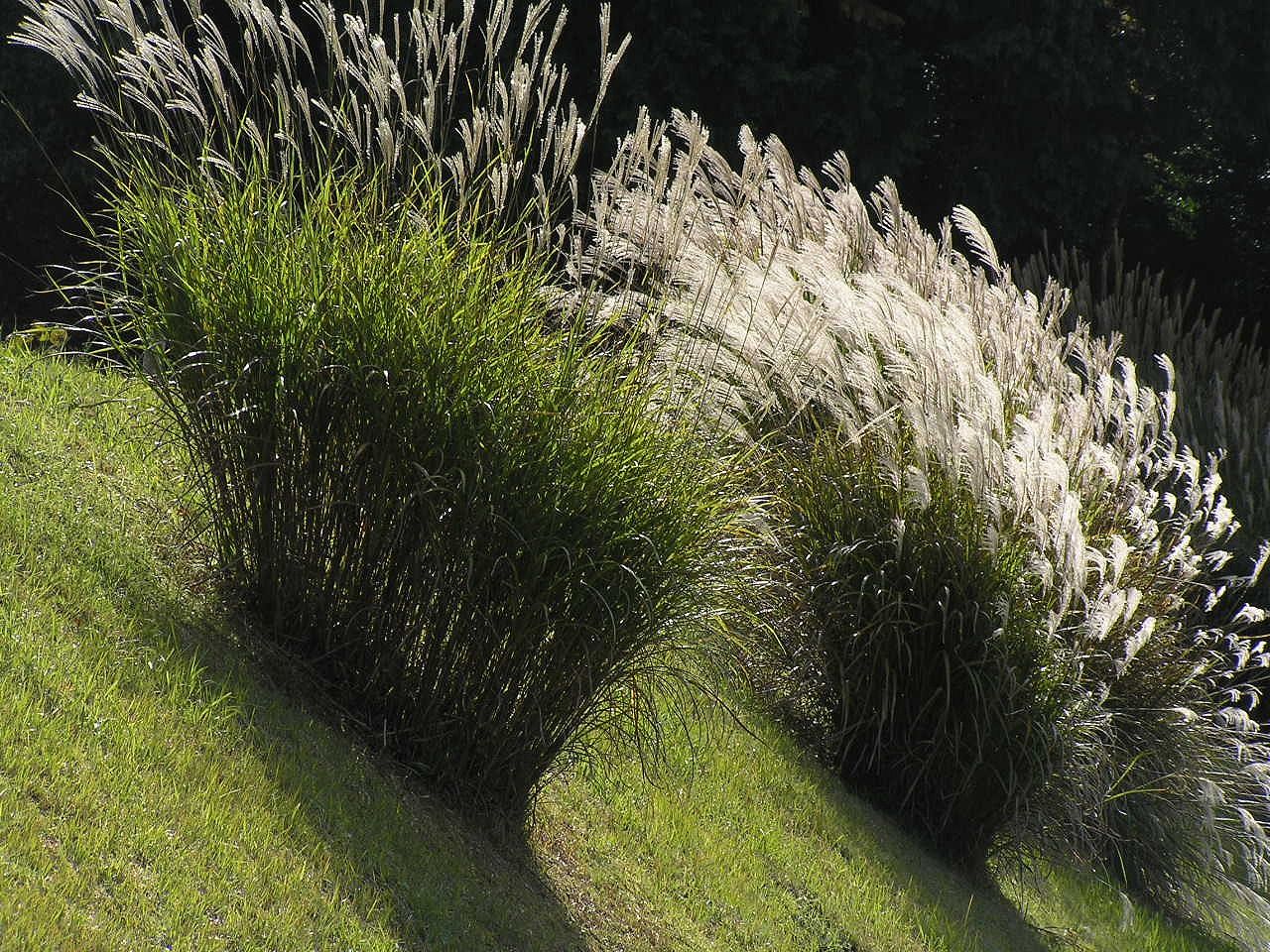 A stand of susuki in Hyogo Prefecture, its plumes appearing silver-white in the light