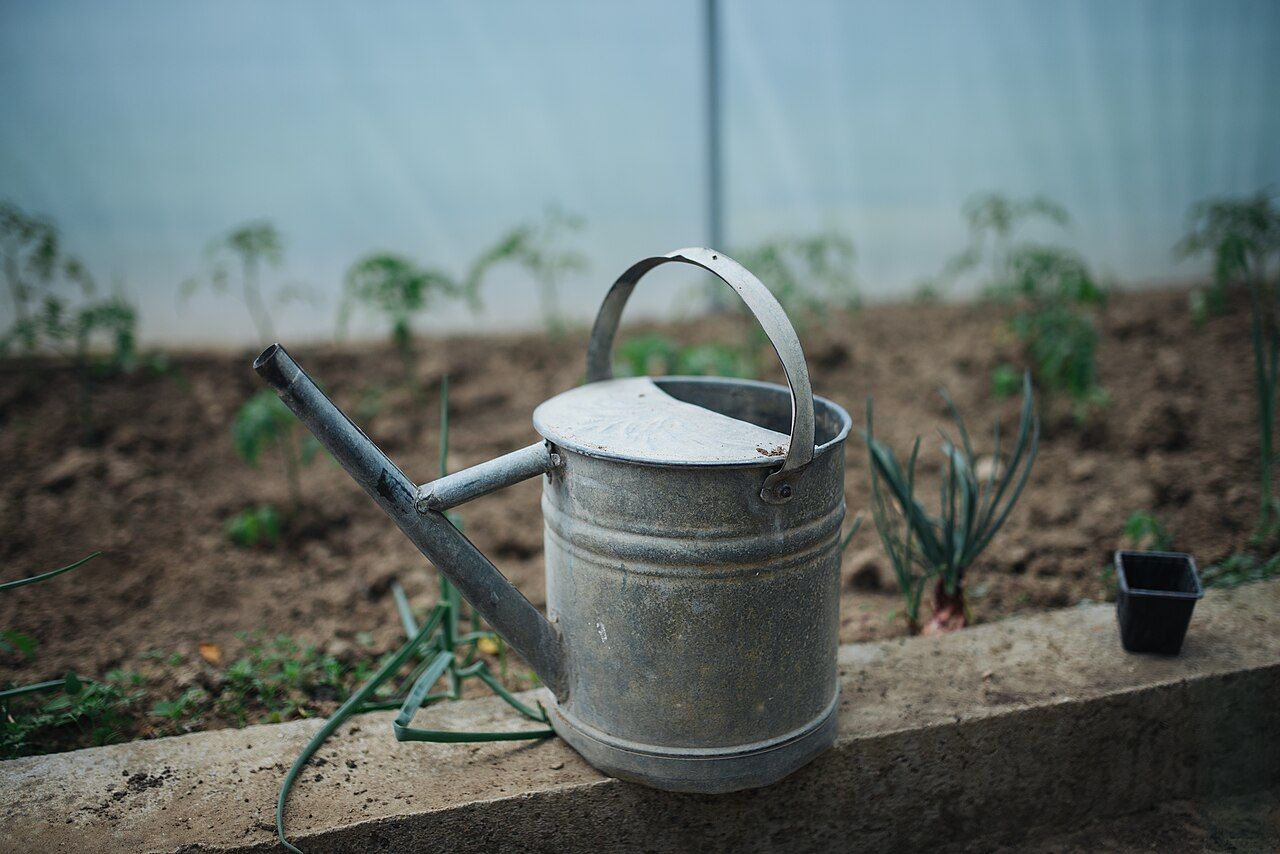 An old metal watering can beside young plants in a greenhouse; it is not one of the three Haws products in the article