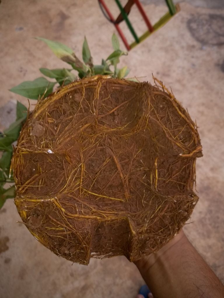 A root ball from an unidentified potted plant, removed from its container with fine roots densely circling the outside of the soil
