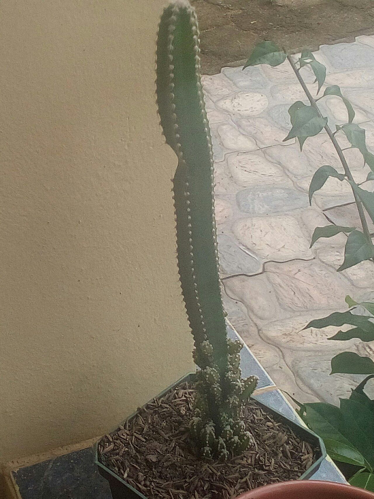 A small cactus in a green pot, with fine spines radiating from its rounded stem