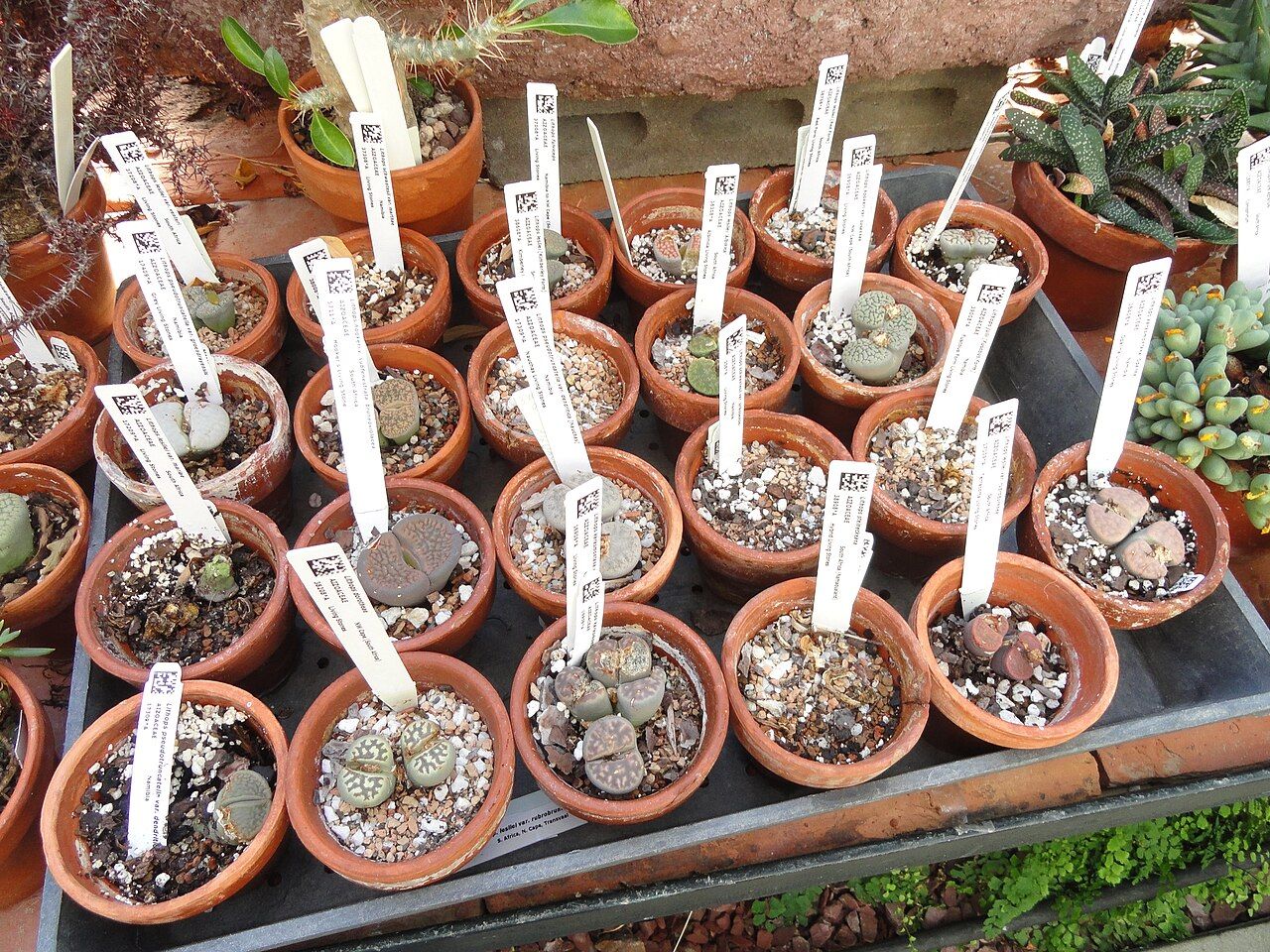 Cultivated Lithops in gravel-filled pots at Smith College’s Lyman Plant House; this is not the Riga exhibition