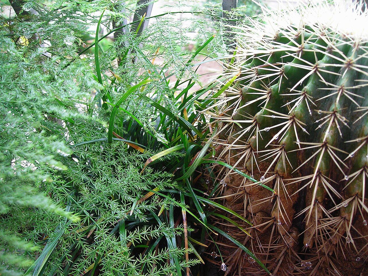 A balcony corner densely arranged with a round cactus and narrow-leaved plants still covered in raindrops